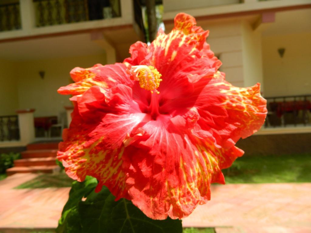 Devanahalli Fantasy Golf Resort מראה חיצוני תמונה
